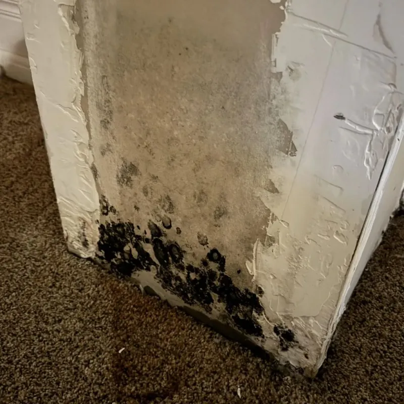Professional Mold Removal in Rossville, GA